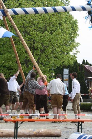 Maibaum 2013